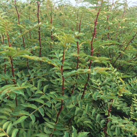 泰安 泰山大红袍花椒苗 纯种大红袍花椒 优质花椒苗常年供应