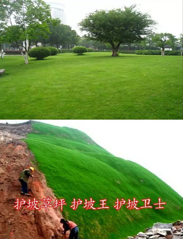 高羊茅种子 草坪种子四季青高羊茅黑麦草早熟禾狗牙根庭院绿化护坡草籽草种子