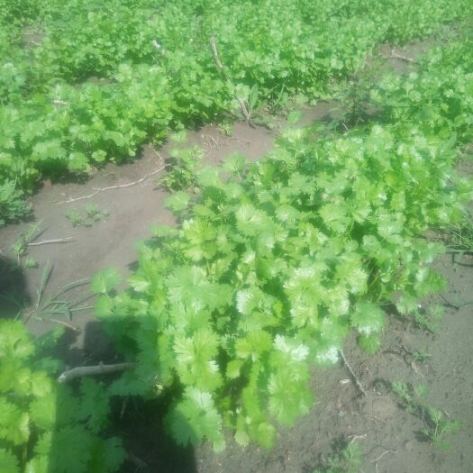 肇东市 大叶香菜