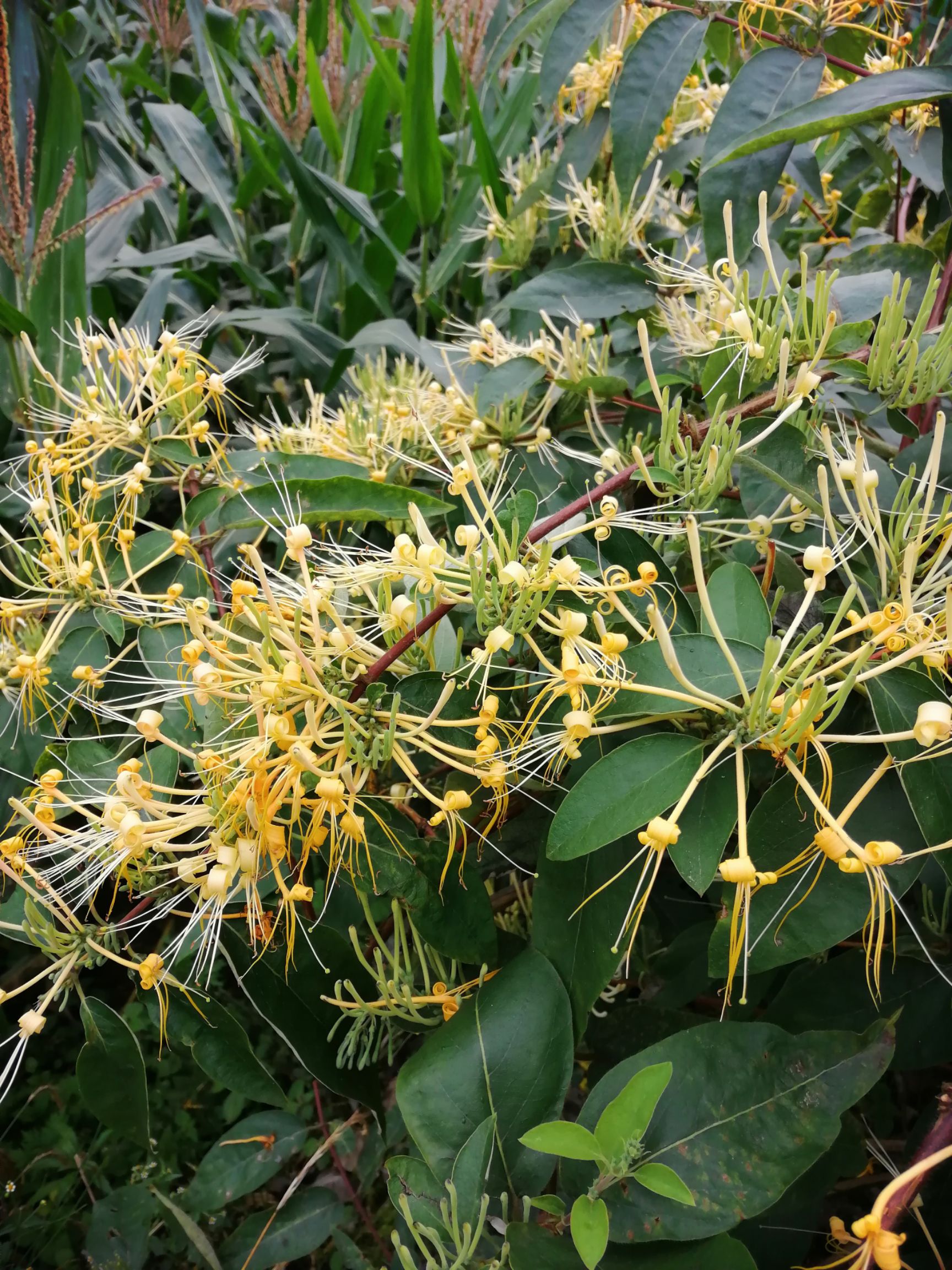 贵州本地种野生金银花