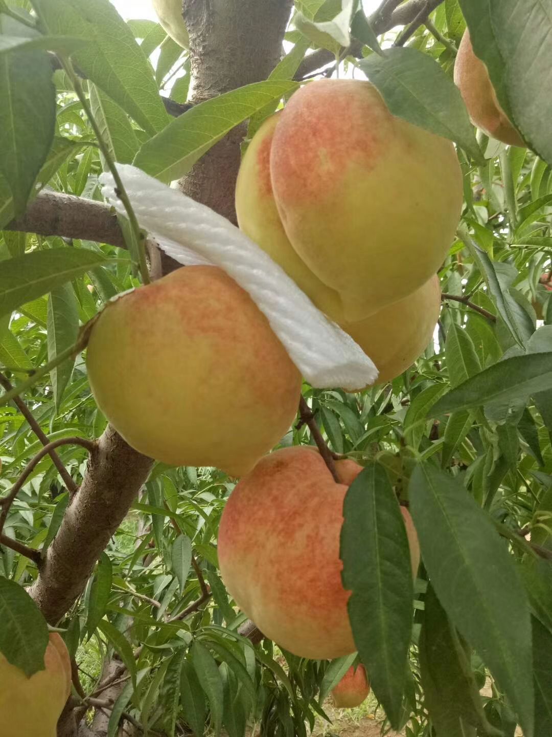  深州蜜桃 糯米甜 货真价实