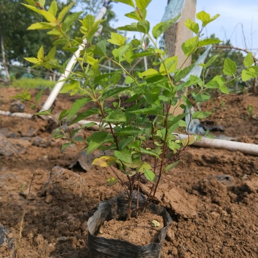 金焰绣线菊苗  金山绣线菊 绣线菊 小灌木 观花植物 绿化苗