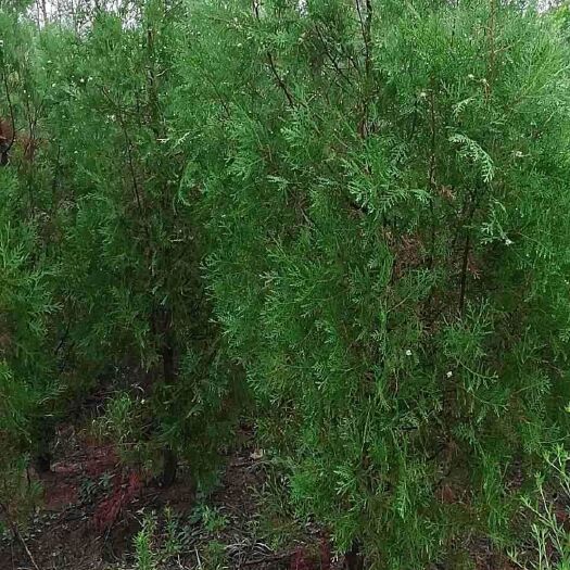 唐河县圆枝侧柏 供应精品一至十公分侧柏