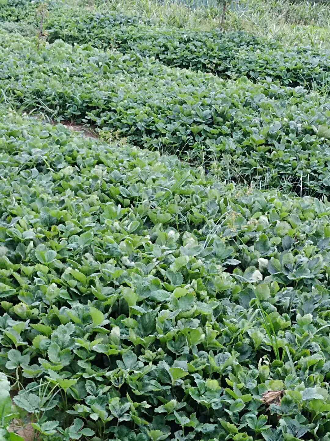 桃薰草莓苗 桃熏白草莓，粉红色果子，水蜜桃口味