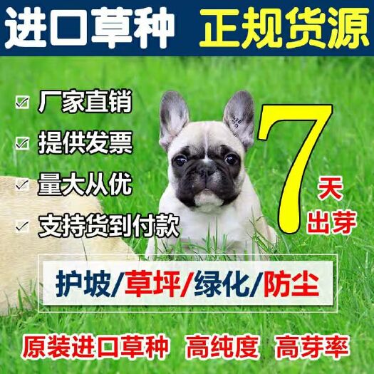 沭阳县四季青草种子 草坪种子四季青护坡草籽高羊茅狗牙根黑麦草耐践踏庭院绿化草种子