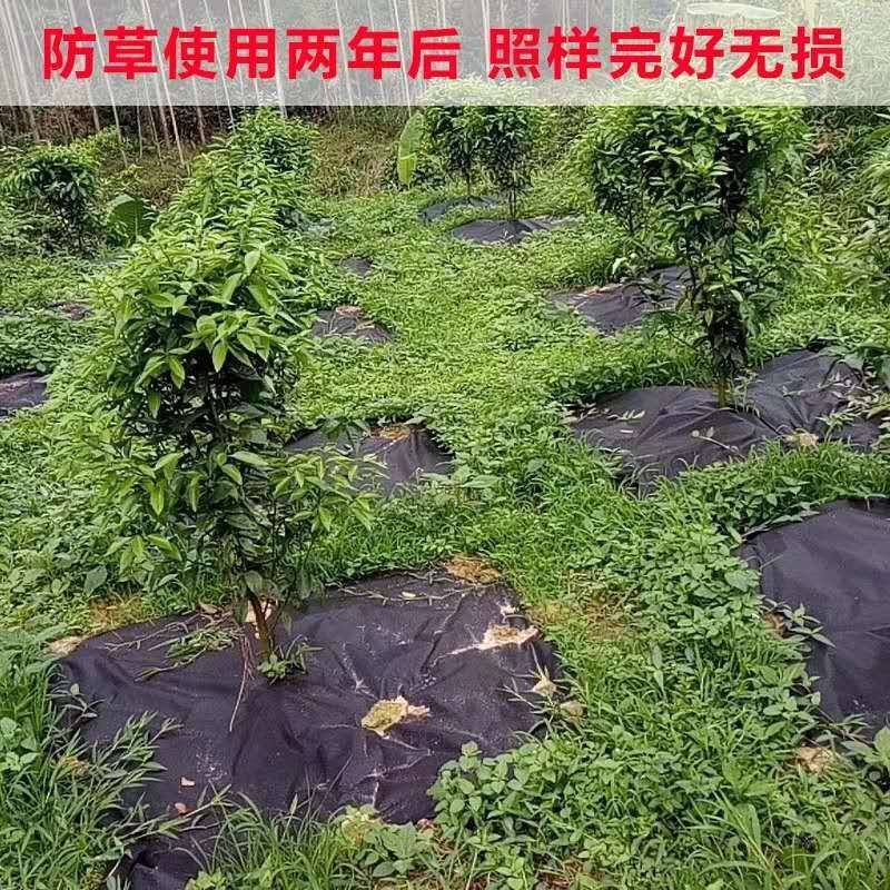 防草布  果树种植专用“单张，打孔，切缝”防草地布，除草布！