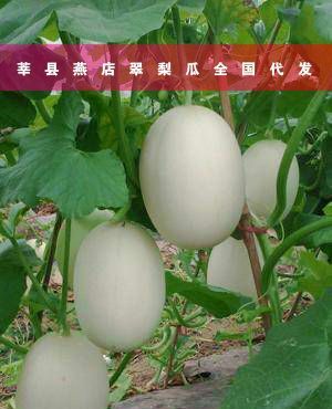  本地翠梨甜瓜，现采摘现发货，山东蔬菜瓜果供应商