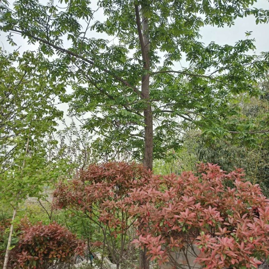 枫杨价格，红杨树批发，8-20公分枫杨树