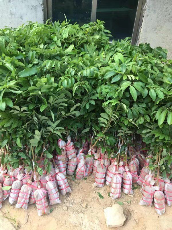  石硖龙眼嫁接苗，四季龙眼苗