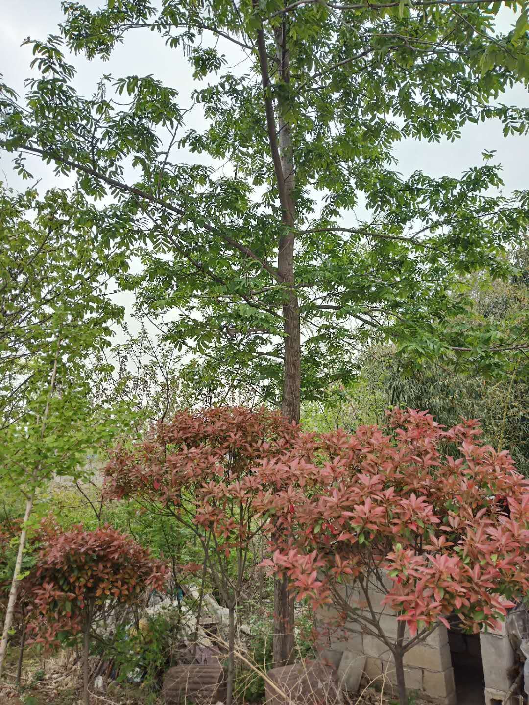 枫杨价格，红杨树批发，8-20公分枫杨树