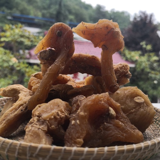 山阳县 鸡头黄精