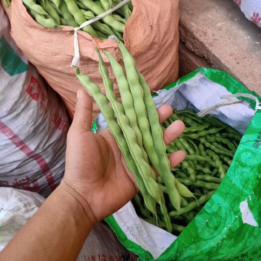 元谋县无筋豆角 