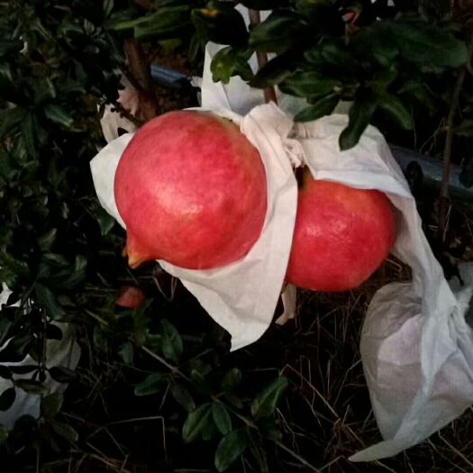 费县黑籽石榴树苗 限量销售黑珍珠软籽甜石榴苗