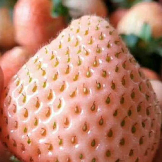泰安桃薰草莓苗 桃熏白草莓，粉红色果子，水蜜桃口味