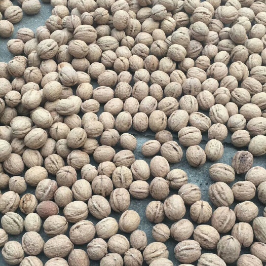 济南 高山泉水种植，纯绿色食品，薄皮响铃核桃上市了
