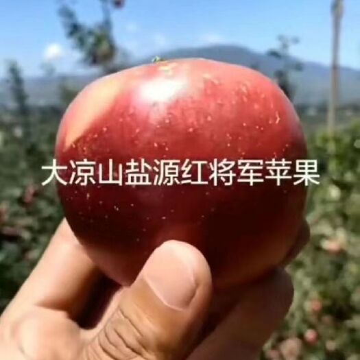 盐源县 四川大凉山盐源红将军苹果