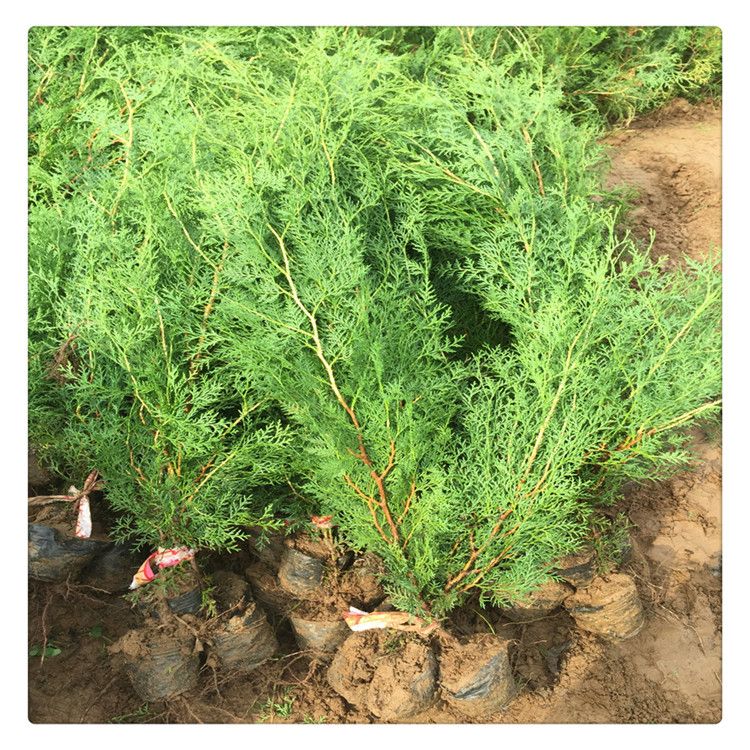  优质营养钵侧柏苗 带土移栽高成活率荒山种植雨后造林绿化祖国