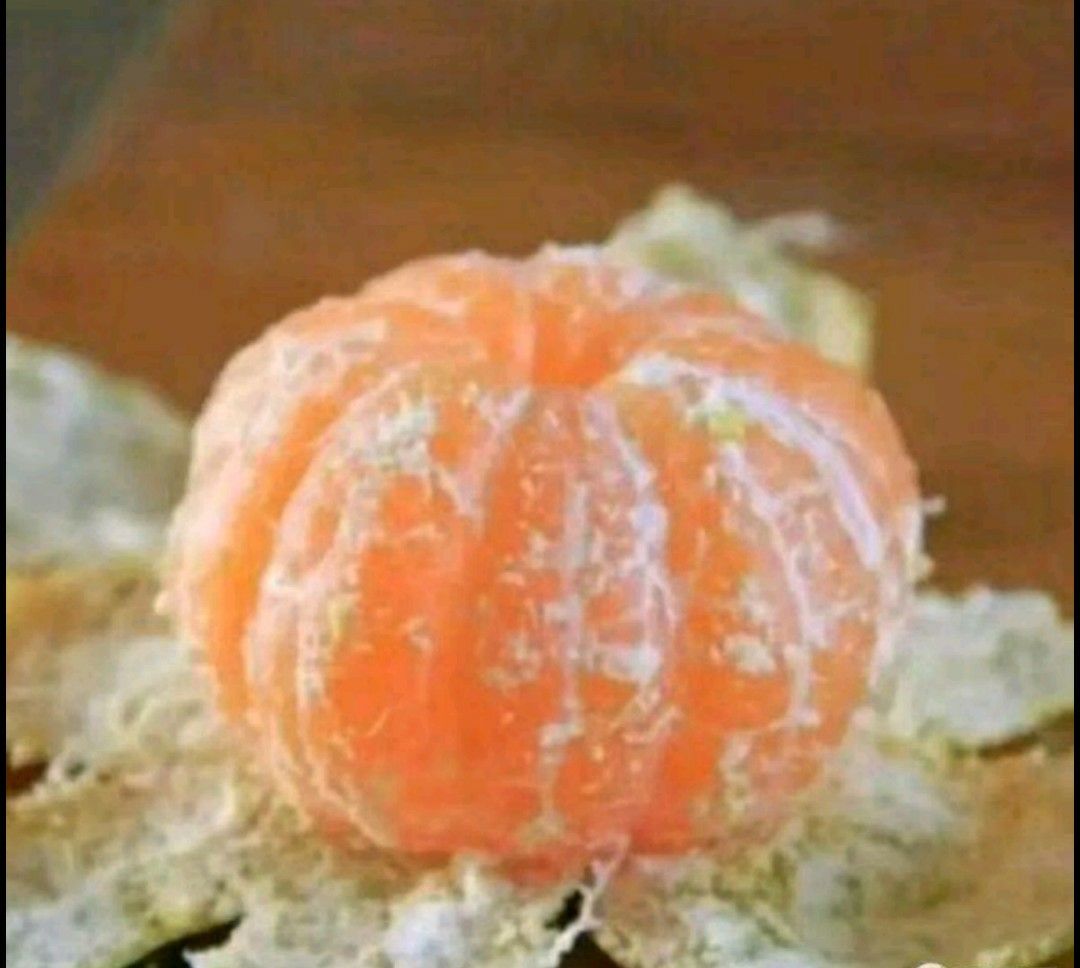 特早蜜桔  宜昌蜜橘