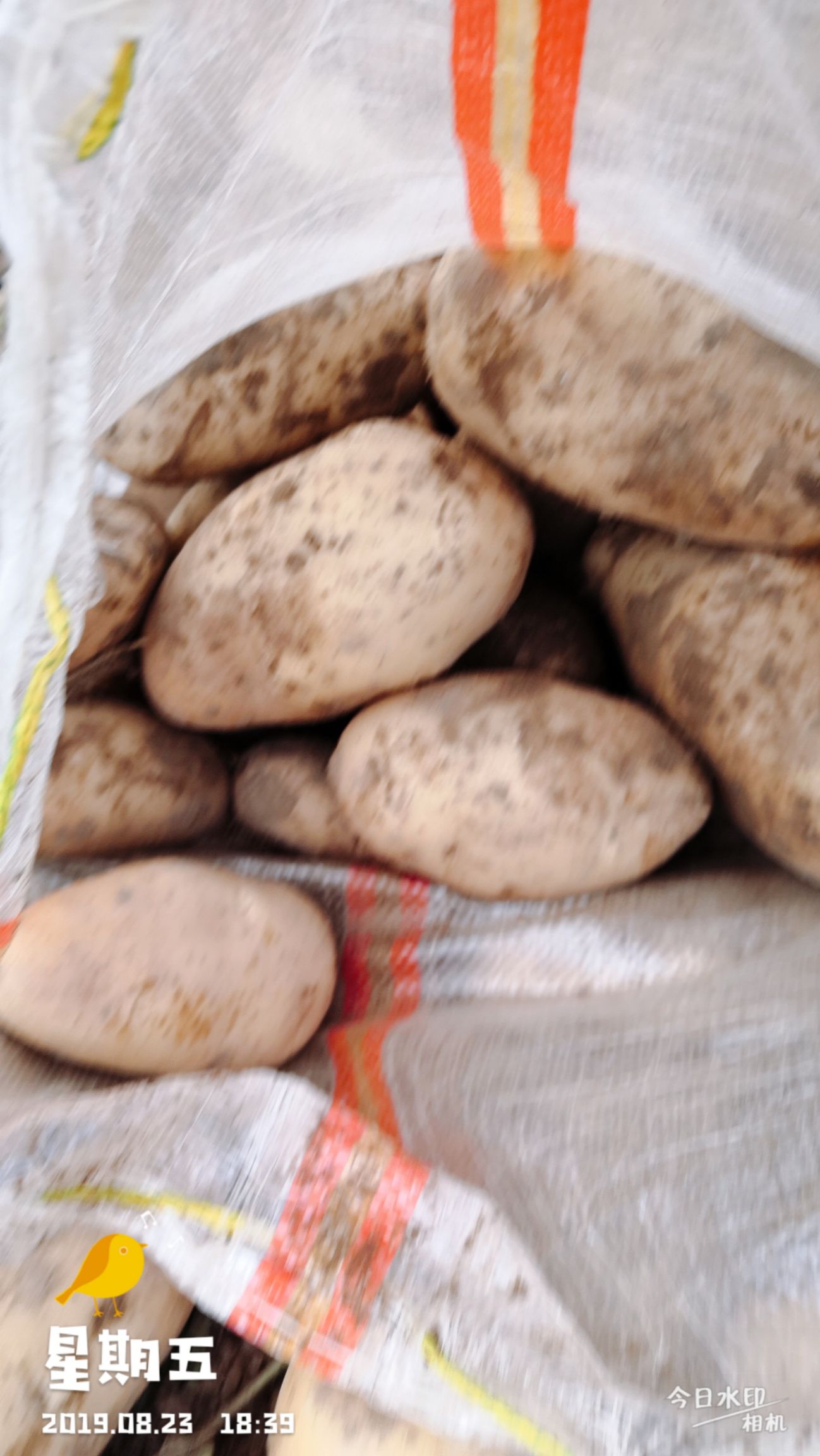 万源洋芋 下坡地