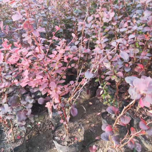 铁岭红叶小檗 紫叶小檗杯苗还有大地苗及播种小苗