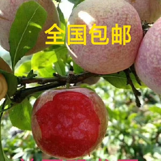 绛县恐龙蛋李子苗  21世纪水果骄子，美国恐龙蛋李