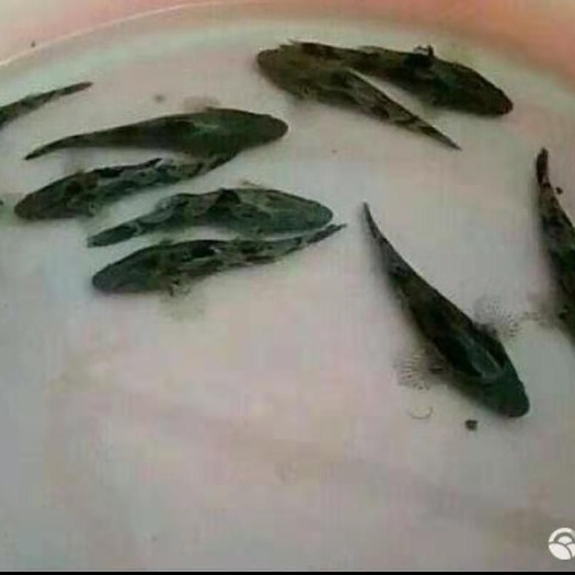 台山市笋壳鱼苗