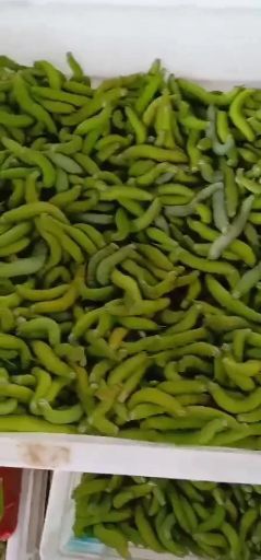 遂溪县豆虫
