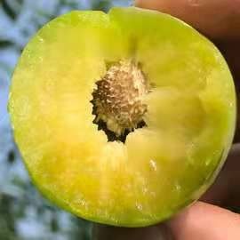 朝阳县 李子树苗，青李子树苗结果早产量高，成活率好，基地直销