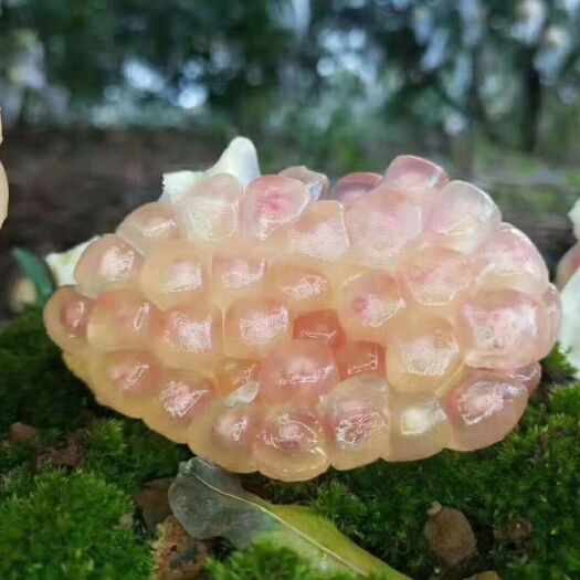 蒙自市云南蒙自甜石榴