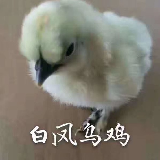盱眙县 鸡苗