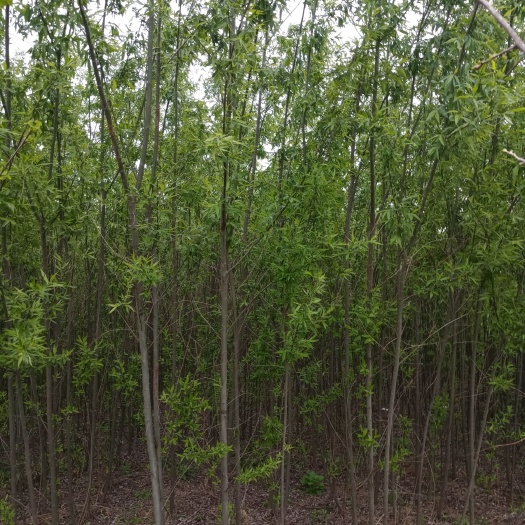  垂柳价格，旱柳批发，青皮垂柳基地，垂柳苗批发