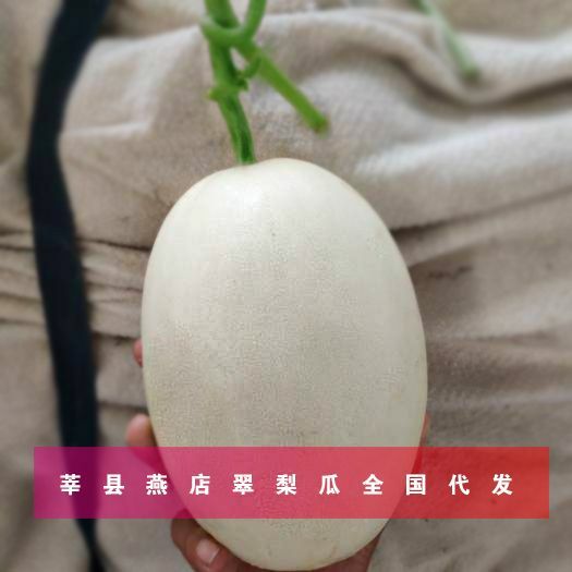  本地翠梨甜瓜，现采摘现发货，山东蔬菜瓜果供应商
