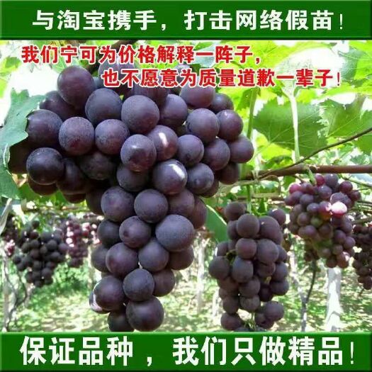 平邑县 巨峰葡萄苗 葡萄苗 基地发货 产量高 免费技术指导