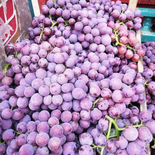河北威县巨峰葡萄大量上市，欢迎前来收购，口感好，颗粒大，颜