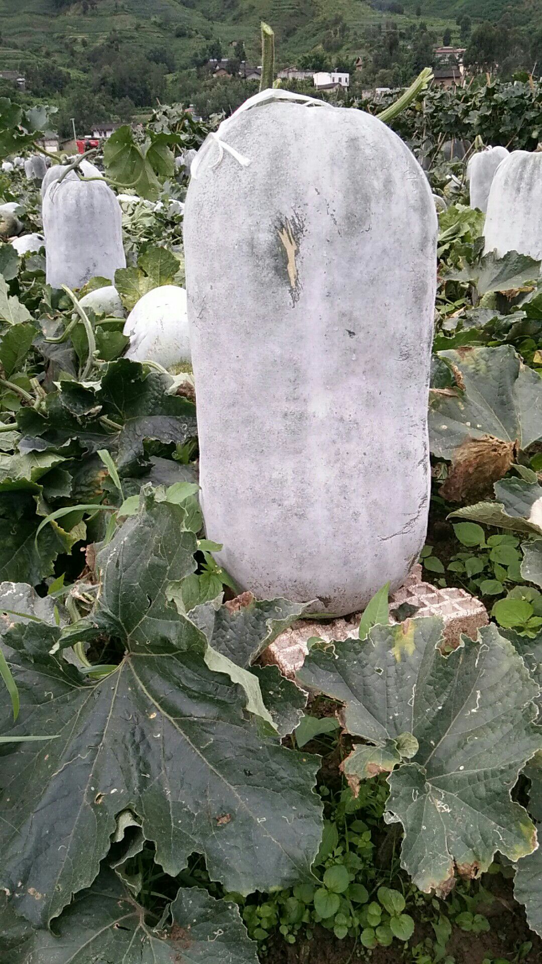 白皮冬瓜 20~30斤 吊冬瓜