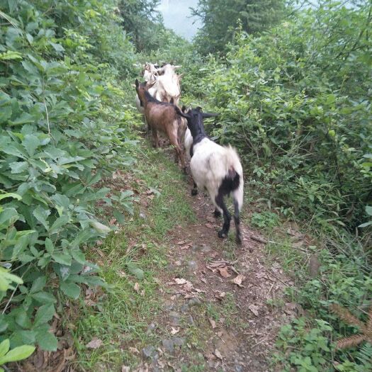 古丈县 湖南湘西土山羊。