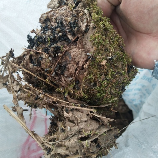 罗平县 黑蚂蚁，多少钱一斤，我有几百斤