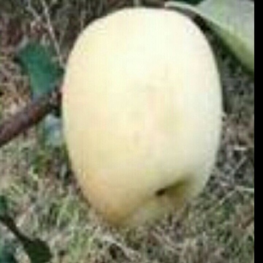 泰安各种苹果树嫁接苗