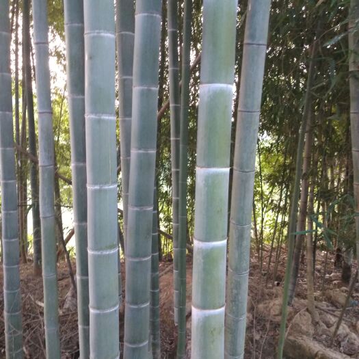衡山县毛竹