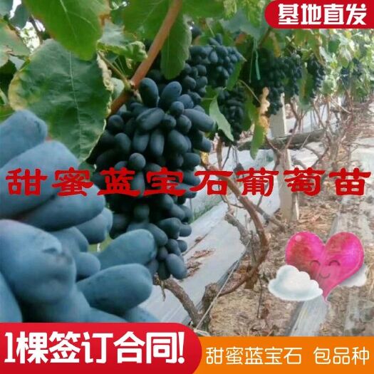 平邑县 甜蜜蓝宝石葡萄苗