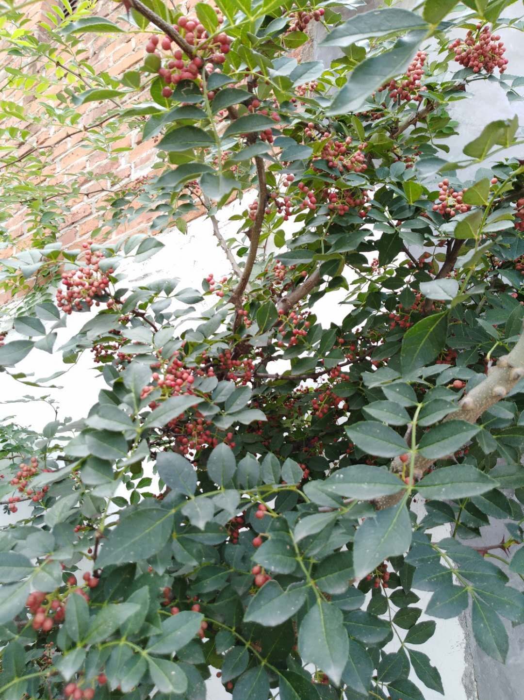  泰山大红袍花椒苗 纯种大红袍花椒 优质花椒苗常年供应