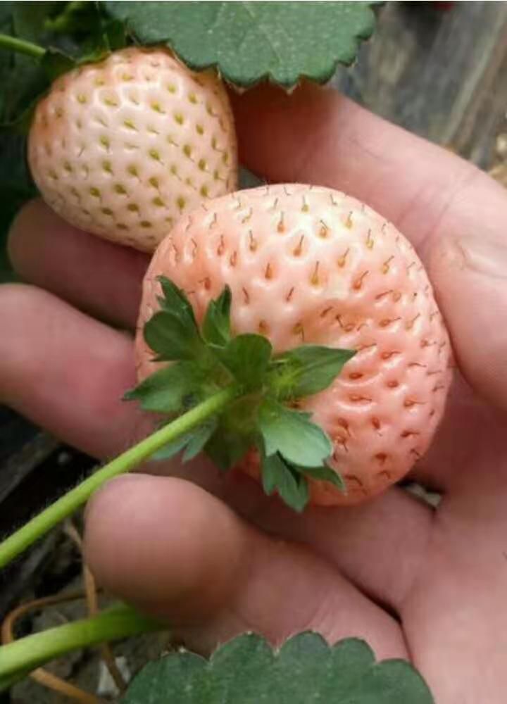 桃薰草莓苗 桃熏白草莓，粉红色果子，水蜜桃口味