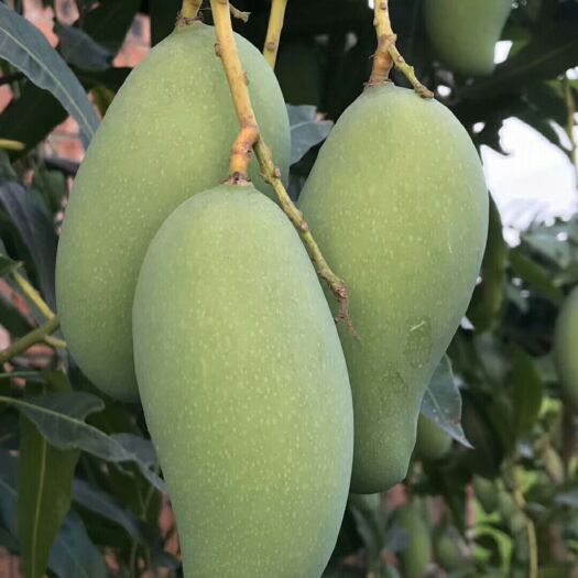 灵山县 金煌芒果苗，嫁接苗带叶，保湿发货当年结果