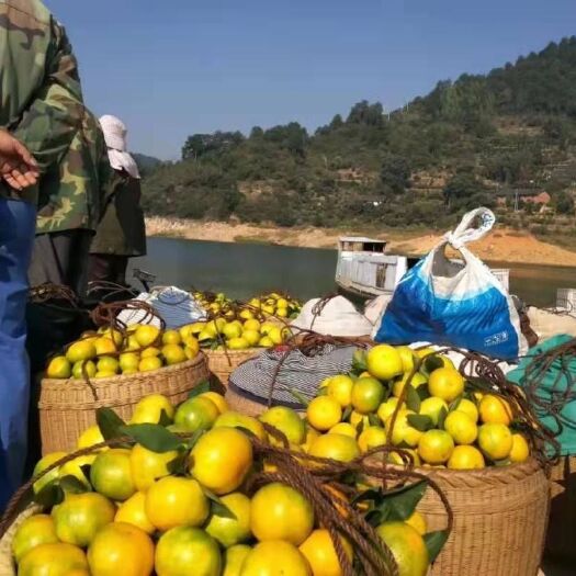 资兴市东江湖蜜橘 湖南东江湖柑橘