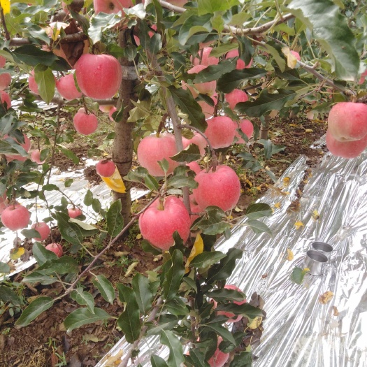 正宁县 新鲜优质苹果