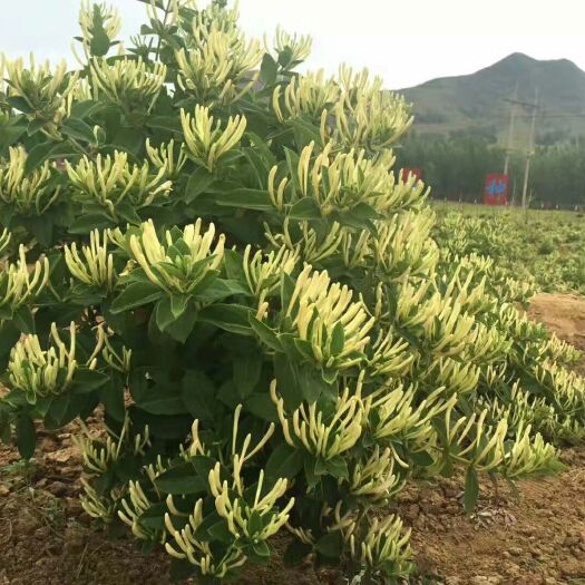 平邑县湘蕾金银花苗 40~50公分