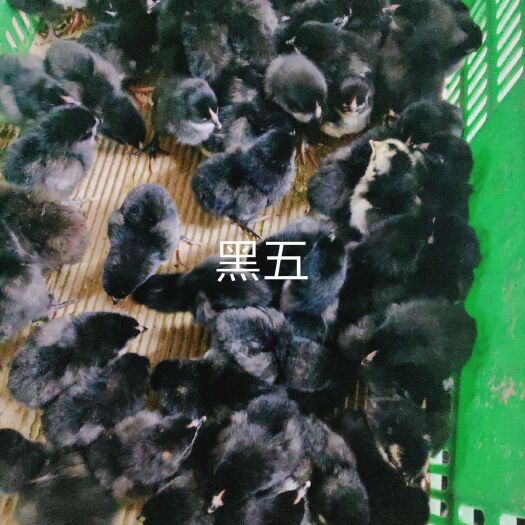 广州 全国各地出售各个品种鸡苗，质量保证