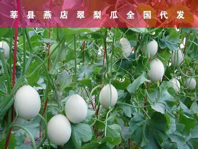  本地翠梨甜瓜，现采摘现发货，山东蔬菜瓜果供应商