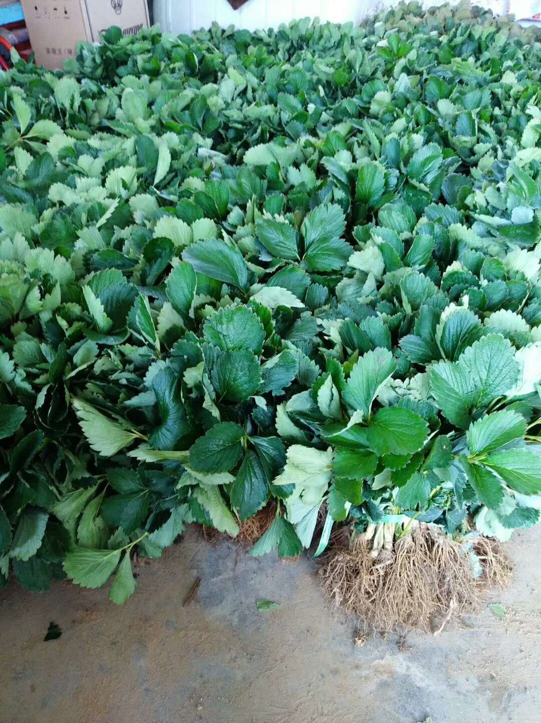 桃薰草莓苗 桃熏白草莓，粉红色果子，水蜜桃口味