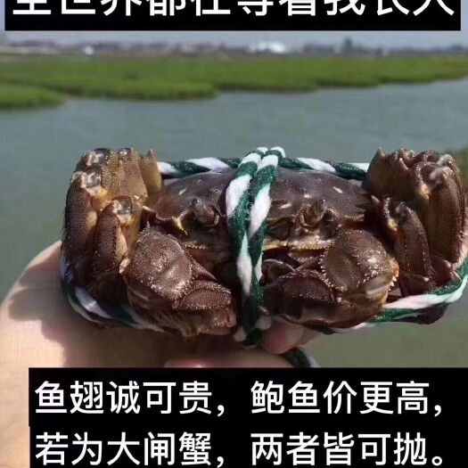 兴化市 兴化大闸蟹  欢迎电商 酒店，专卖店考察拿货
微商一件代发